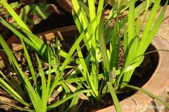 Acorus calamus